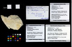 Foto (Objekt + Etikett) von Goniodromites sp.  (NHMW-GEO-1990-0041-2717b)